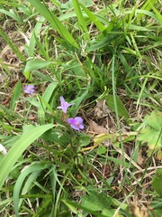 Mazus miquelii
