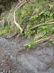 Brachythecium frigidum