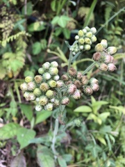 Eschenbachia japonica