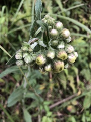 Eschenbachia japonica