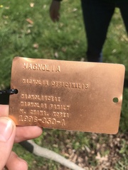 Magnolia officinalis