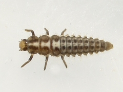 Anisosticta bitriangularis