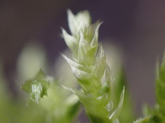 Brachythecium frigidum