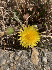 Taraxacum