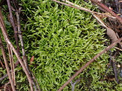 Brachythecium frigidum