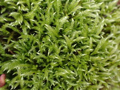 Brachythecium frigidum