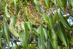 Damburneya salicifolia