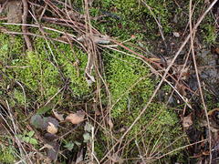 Brachythecium frigidum