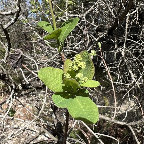 Cotinus obovatus