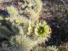 Cylindropuntia bigelovii