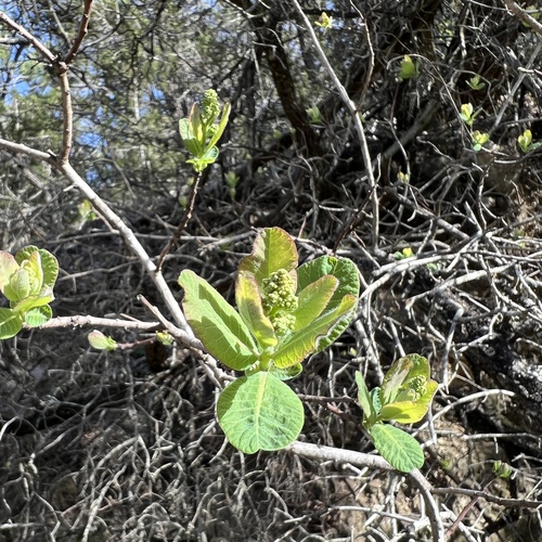 Cotinus obovatus