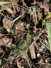 Gilia clivorum