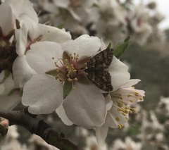 Epirrhoe plebeculata