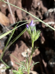 Gilia clivorum