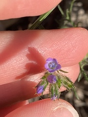 Gilia clivorum