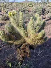 Cylindropuntia bigelovii