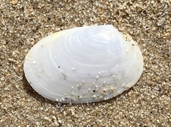 Periploma planiusculum