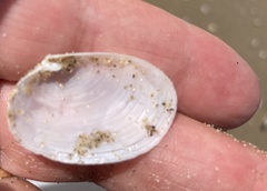 Periploma planiusculum