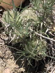 Artemisia longifolia