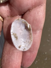 Periploma planiusculum