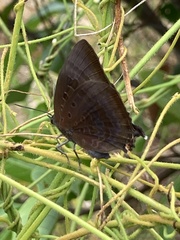 Arhopala madytus