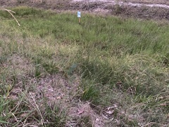 Pseudophryne semimarmorata