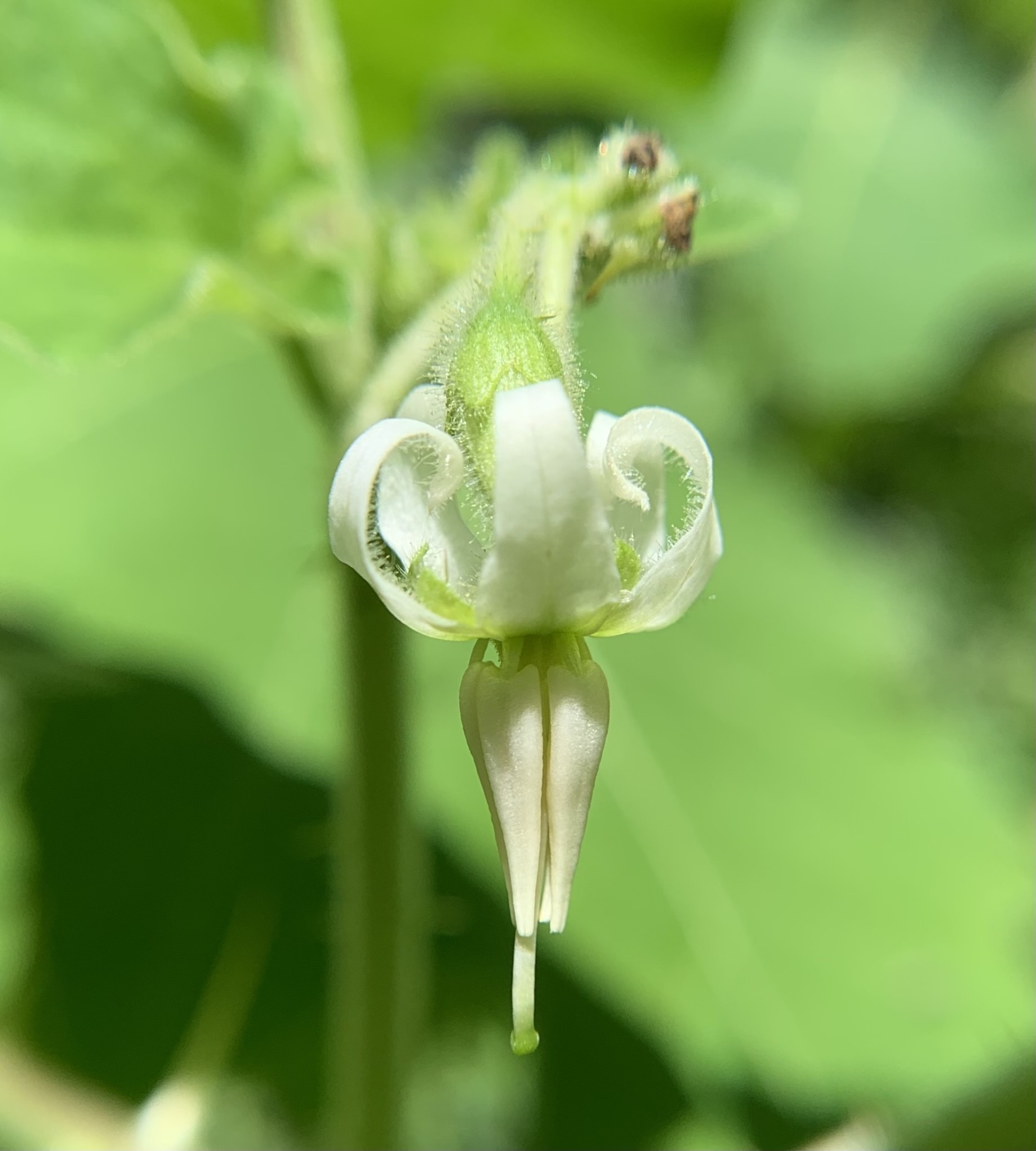 Joá-bravo (Solanum sisymbriifolium) - PictureThis