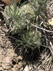 Artemisia longifolia