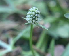 Eryngium baldwinii