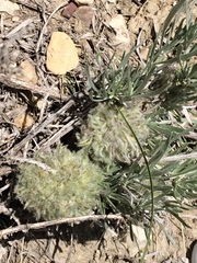 Artemisia longifolia
