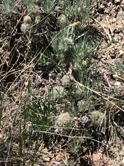 Artemisia longifolia