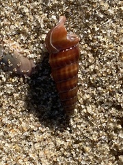 Cerithideopsis californica