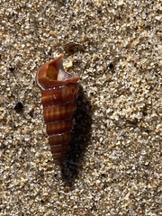 Cerithideopsis californica