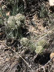 Artemisia longifolia