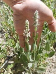 Stachys albens