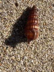 Cerithideopsis californica