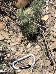 Artemisia longifolia