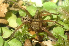 Gradungula sorenseni