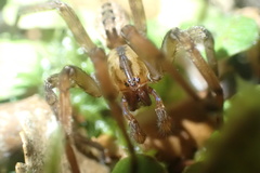 Gradungula sorenseni