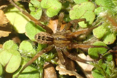 Gradungula sorenseni