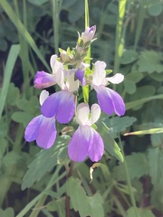Collinsia multicolor