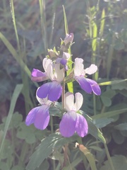 Collinsia multicolor