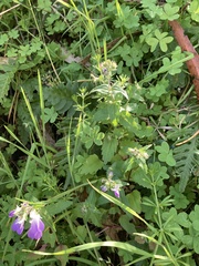 Collinsia multicolor