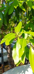 Nectandra sanguinea