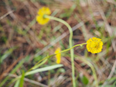 Helenium pinnatifidum