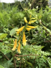 Corydalis formosana