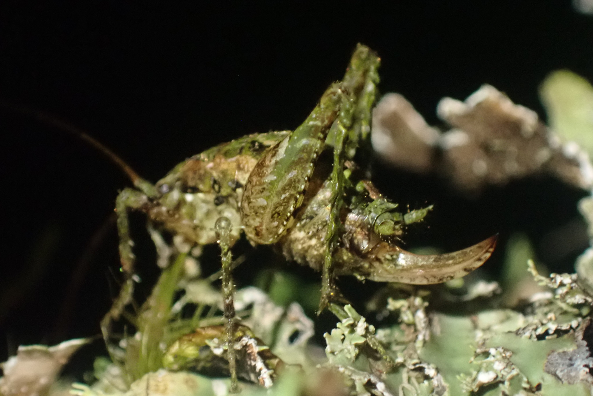 Camel Crickets, Cave Crickets, and Cave Wēta (Family Rhaphidophoridae) ·  iNaturalist, image size:2048x1368