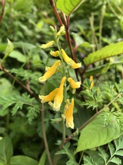 Corydalis formosana