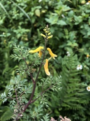 Corydalis formosana