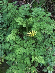 Corydalis formosana